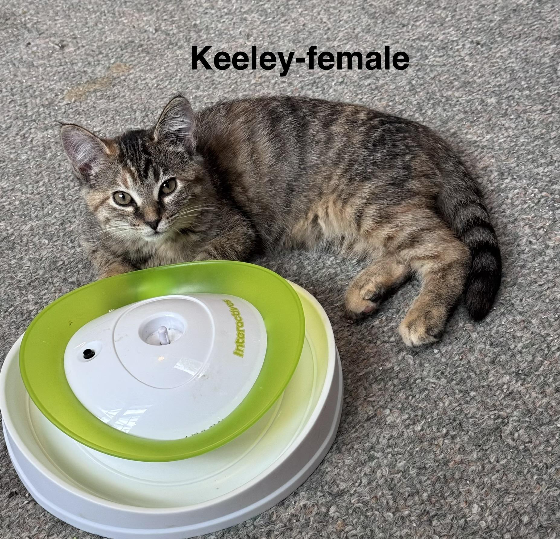 Enlarge Keeley, a Adopted mixed breed in Crystal Lake, IL image 4/5