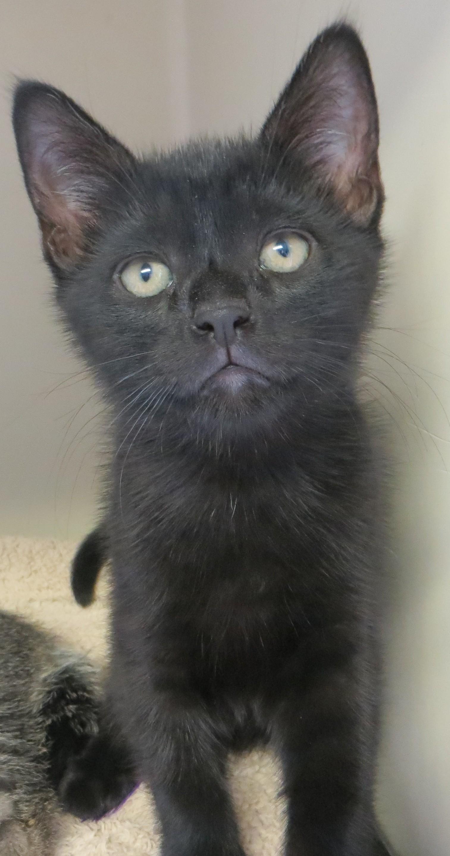 Enlarge FRASIER, NILES & DAPHNE, a ADOPTABLE Domestic Short Hair in Taunton, MA image 4/6