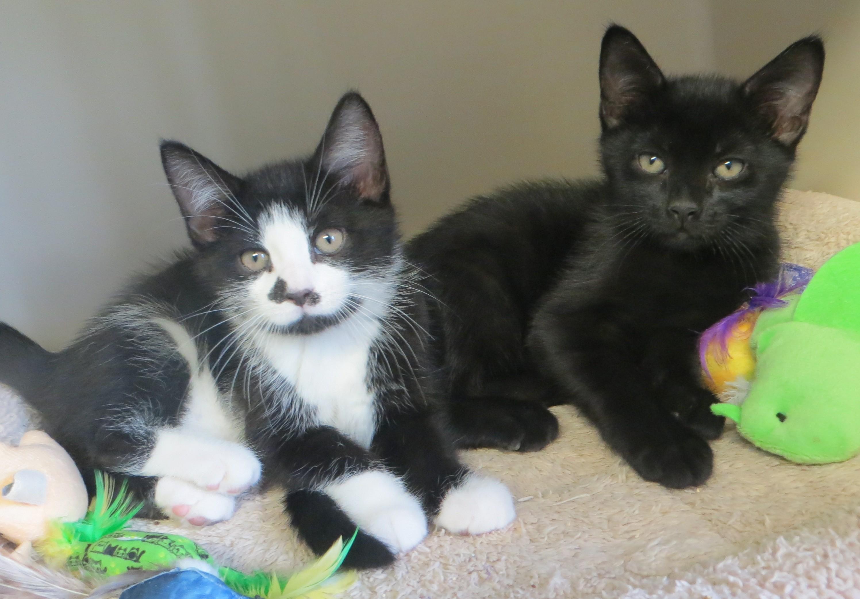 Enlarge FRASIER, NILES & DAPHNE, a ADOPTABLE Domestic Short Hair in Taunton, MA image 2/6