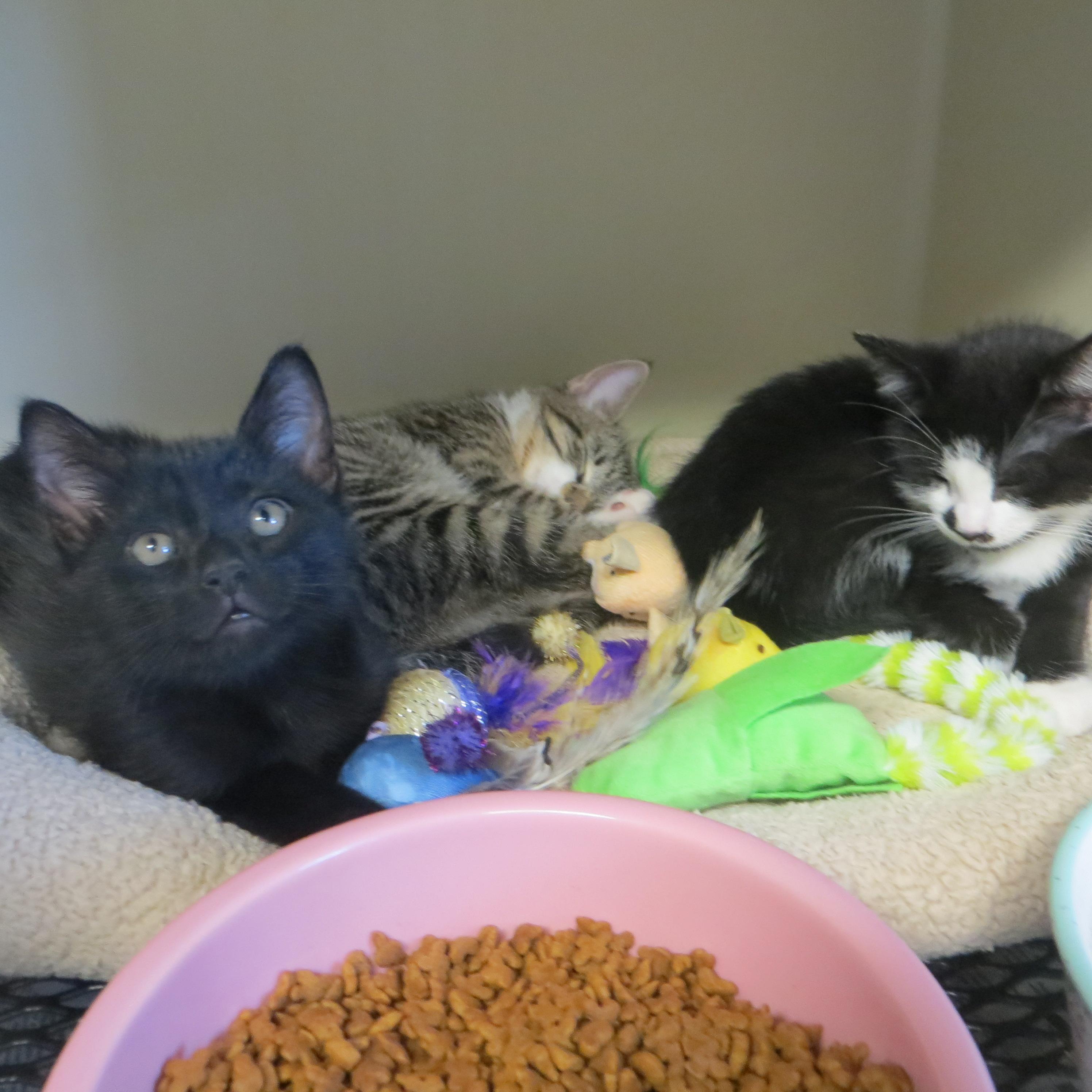 Enlarge FRASIER, NILES & DAPHNE, a ADOPTABLE Domestic Short Hair in Taunton, MA image 6/6