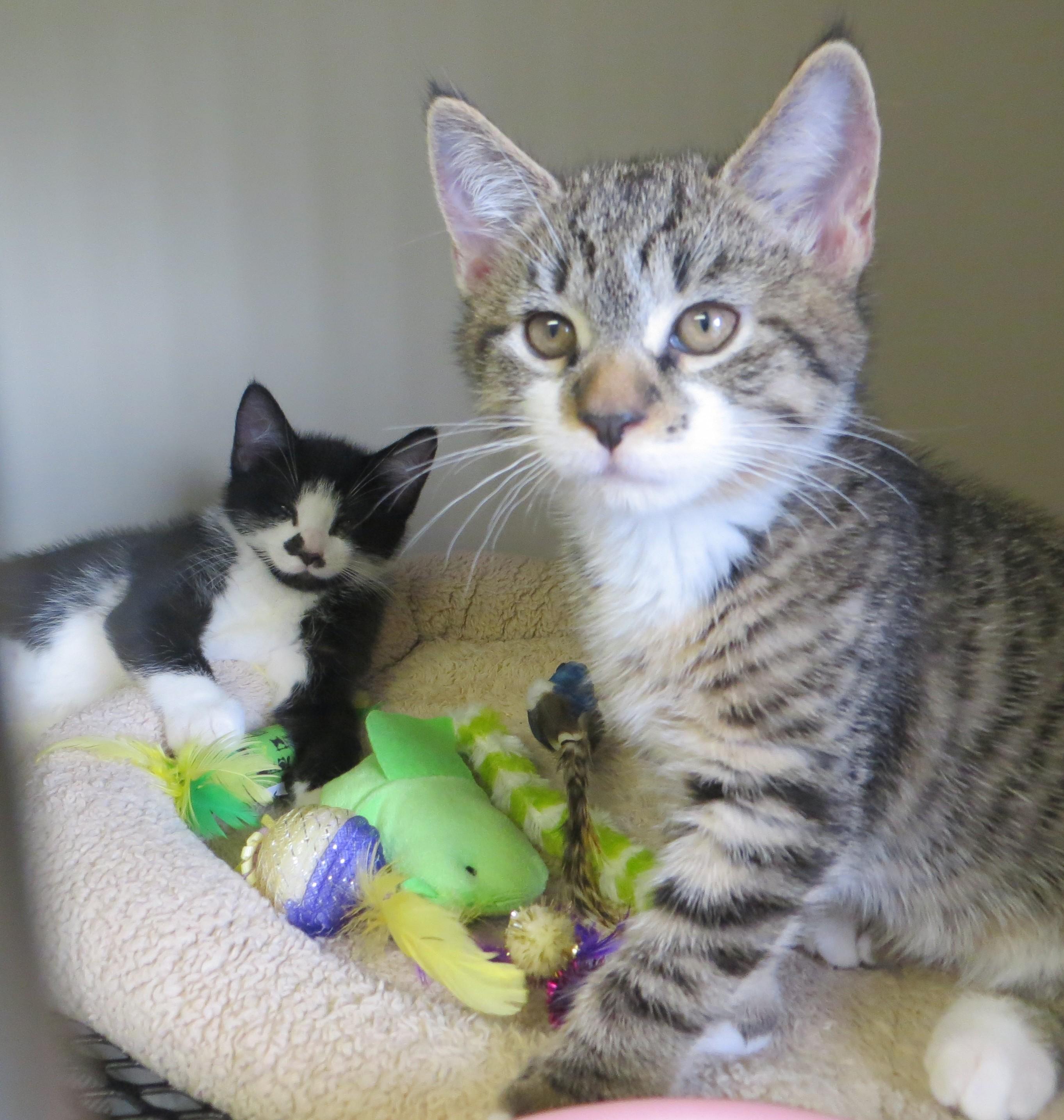Enlarge FRASIER, NILES & DAPHNE, a ADOPTABLE Domestic Short Hair in Taunton, MA image 5/6