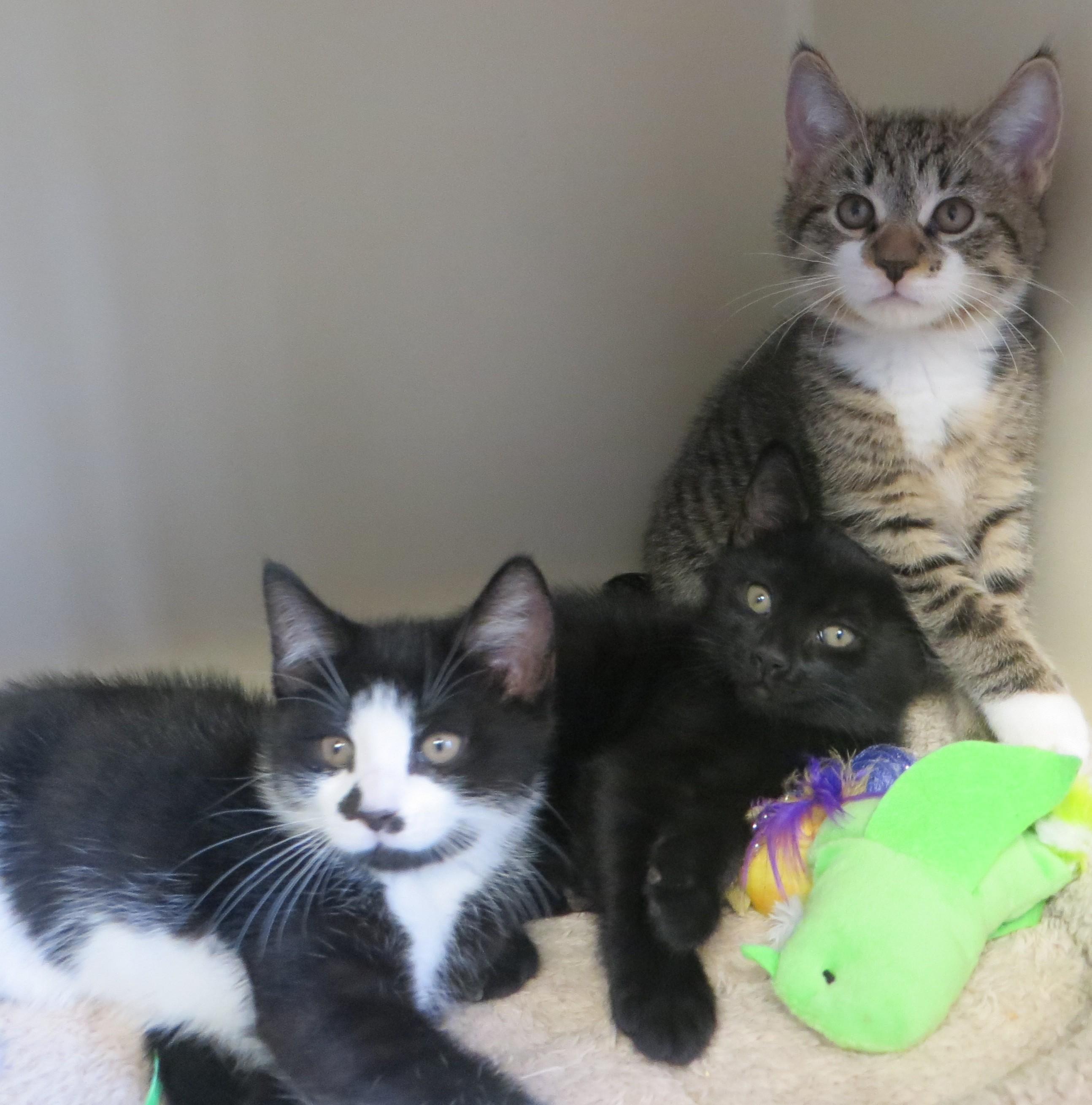 FRASIER, NILES & DAPHNE, ADOPTABLE, Young Male Domestic Short Hair.