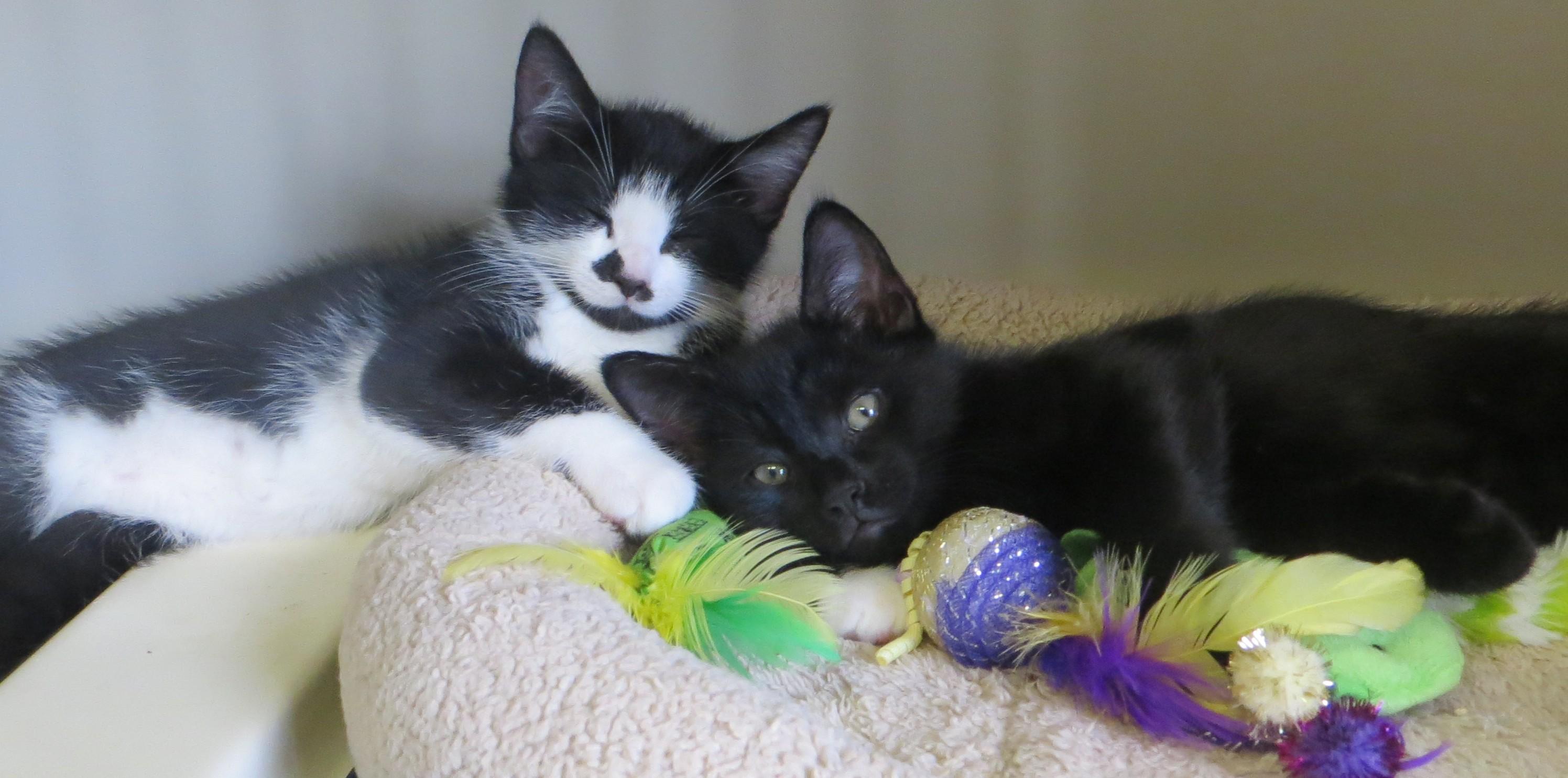 Enlarge FRASIER, NILES & DAPHNE, a ADOPTABLE Domestic Short Hair in Taunton, MA image 3/6