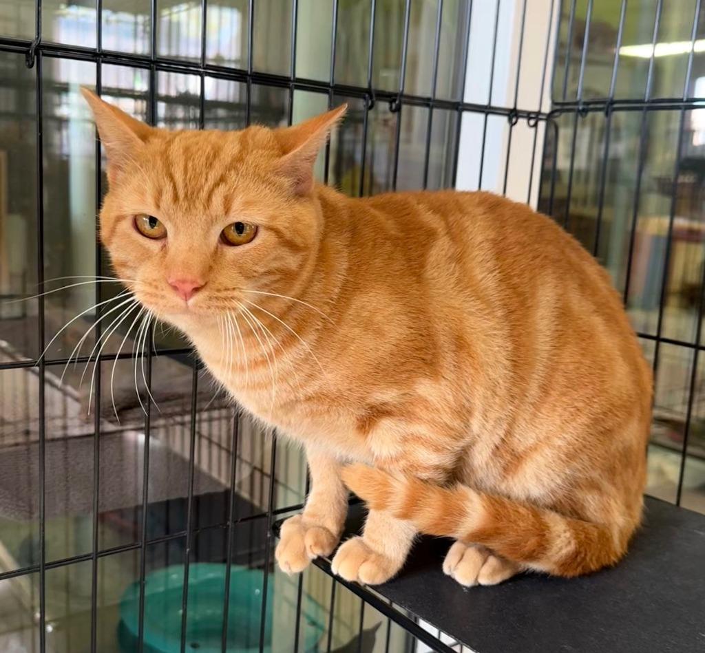 Little red, Adopted, Kitten Male Domestic Short Hair.