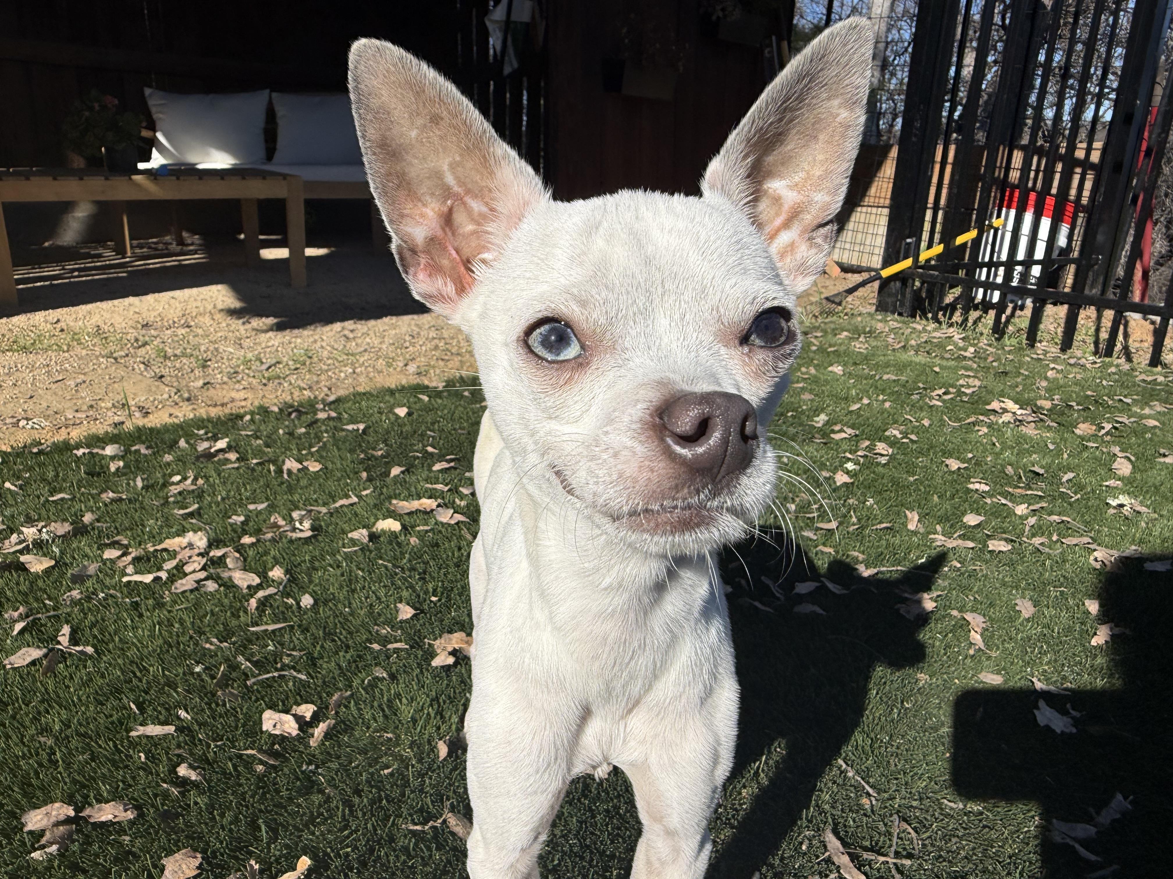 Twinkie, Adoptable, Adult Male Italian Greyhound & Chihuahua.