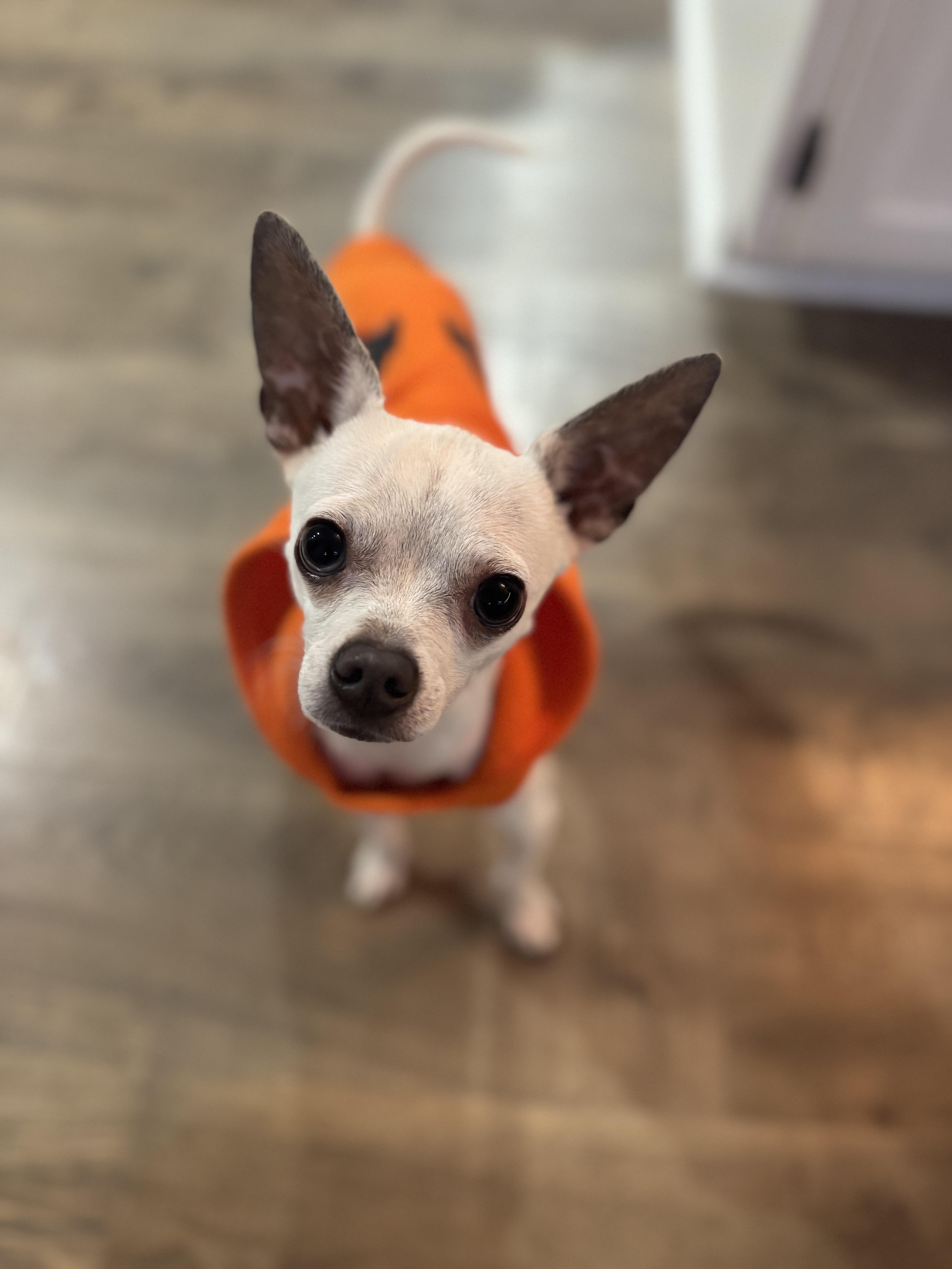 Enlarge Twinkie, a Adoptable mixed breed in Petaluma, CA image 5/6