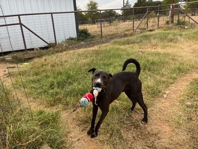 Blue, a Adoptable mixed breed in Paradise, TX image 1/6
