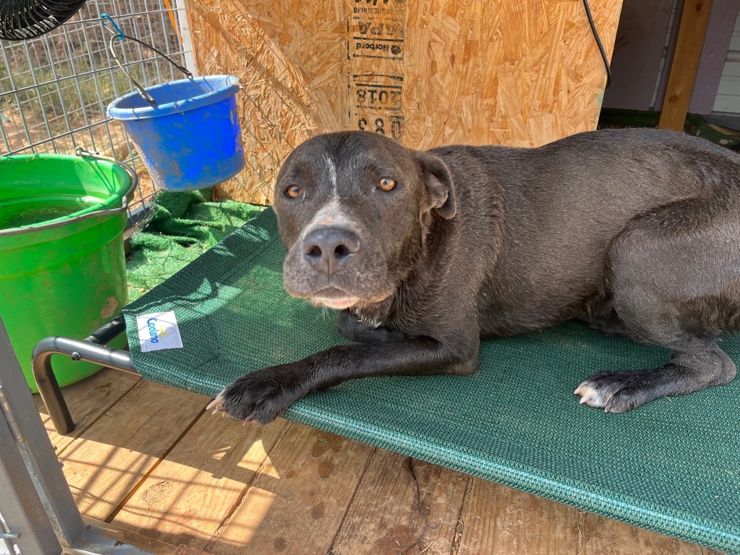 Blue, a Adoptable mixed breed in Paradise, TX image 2/6