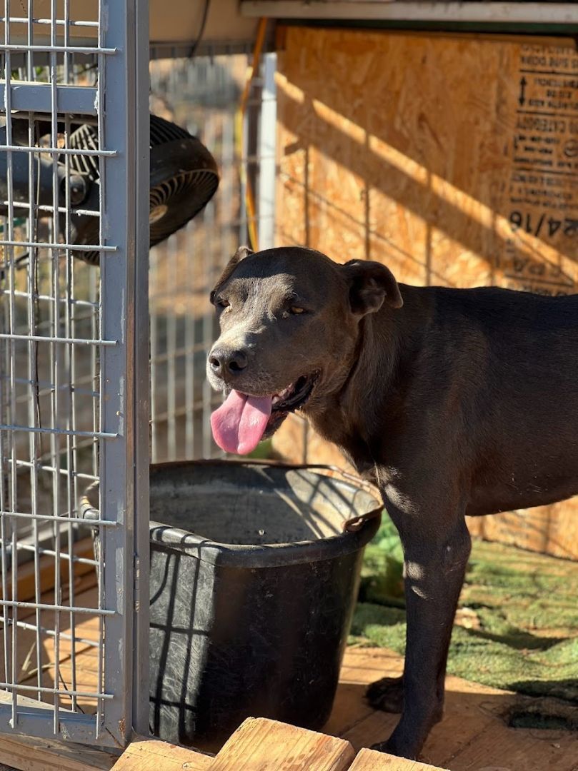 Blue, Adoptable, Young Male Labrador Retriever.