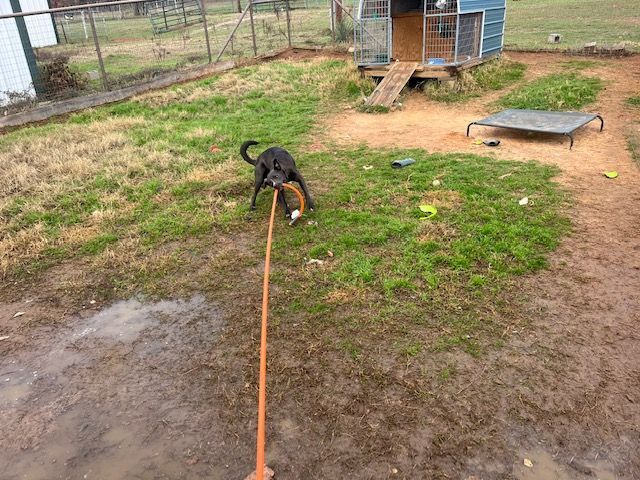 Blue, a Adoptable mixed breed in Paradise, TX image 4/6