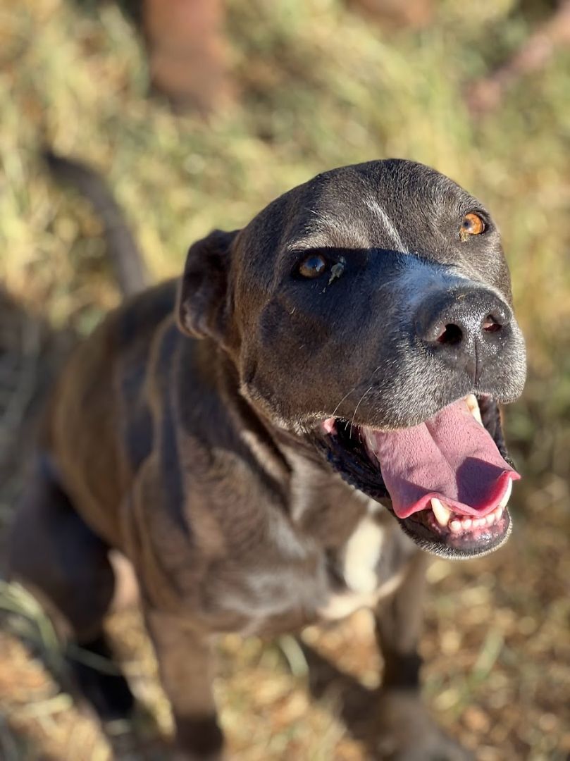 Blue, a Adoptable mixed breed in Paradise, TX image 5/6