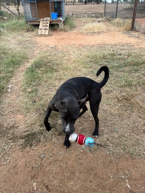 Blue, a Adoptable mixed breed in Paradise, TX image 6/6