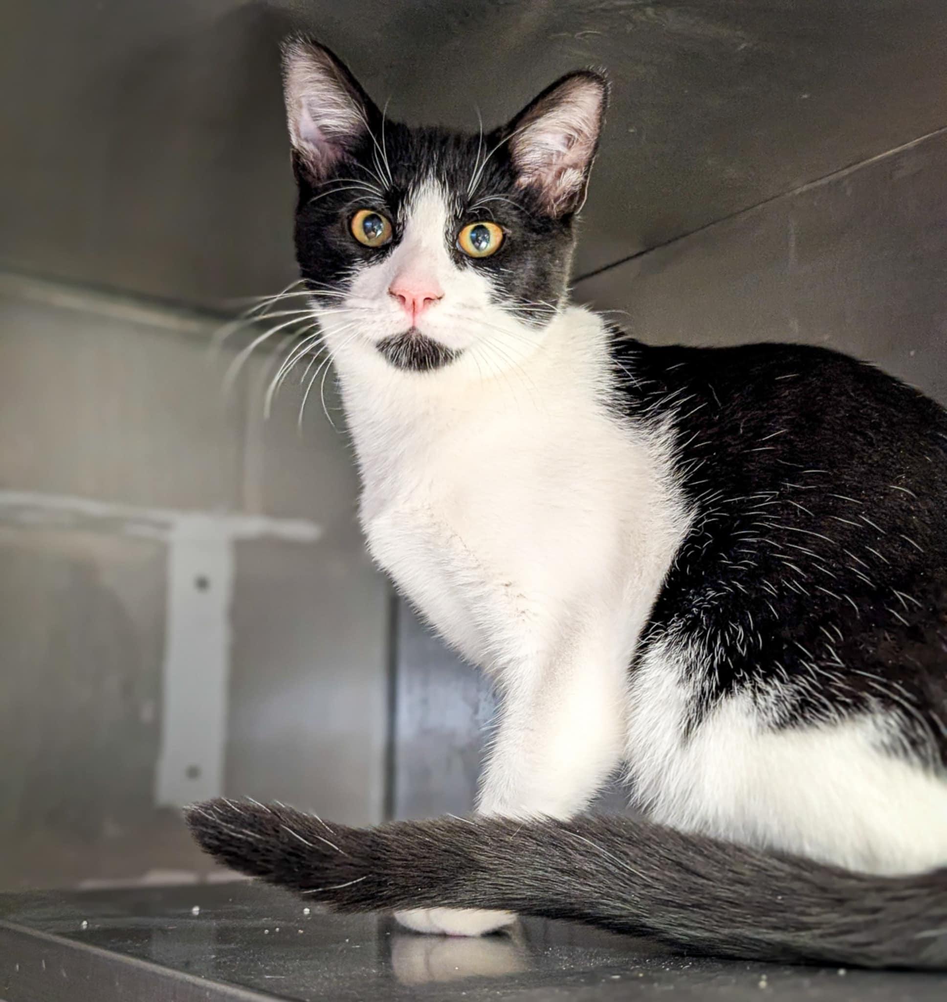 Scraps, adopted, Young Male Domestic Short Hair.