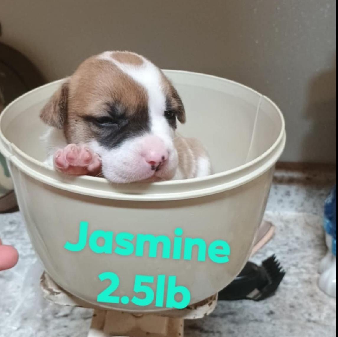 Disney Girls-Jasmine, Pocahantas, Mulan, Adoptable, Puppy Female Saint Bernard & Pit Bull Terrier.