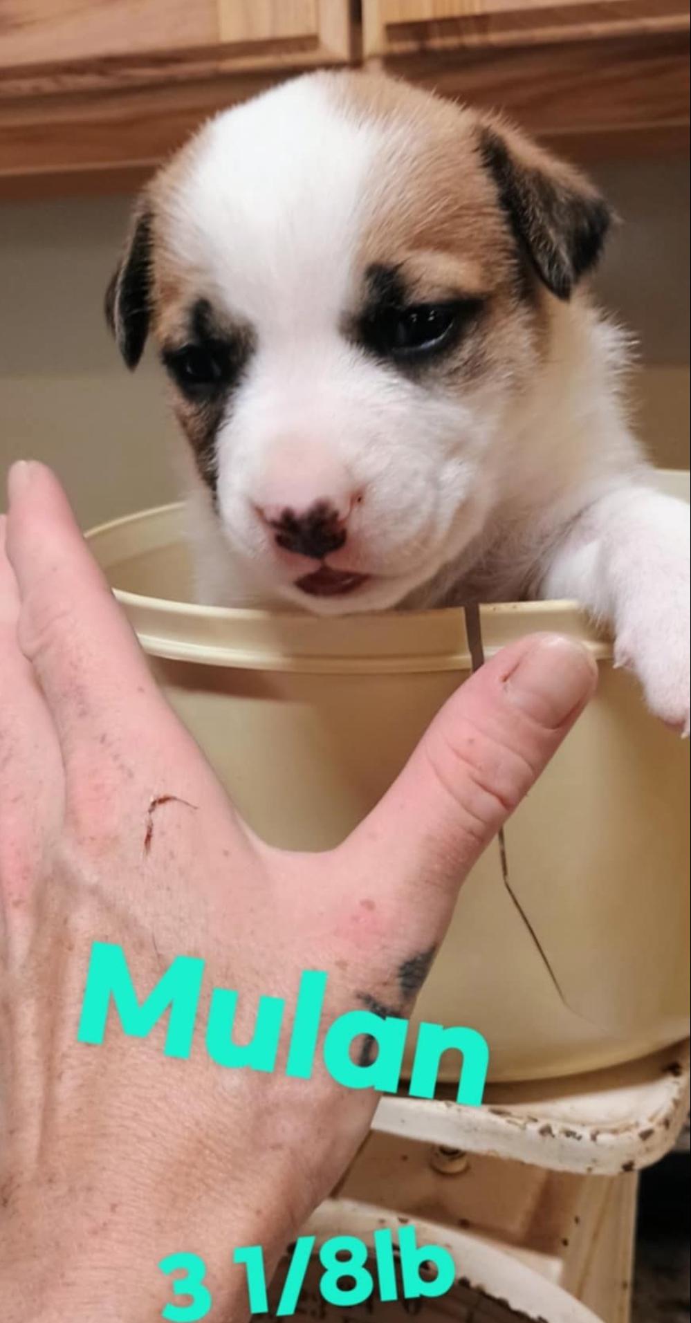 Enlarge Disney Girls-Jasmine, Pocahantas, Mulan, a Adoptable mixed breed in Magnolia, TX image 3/3