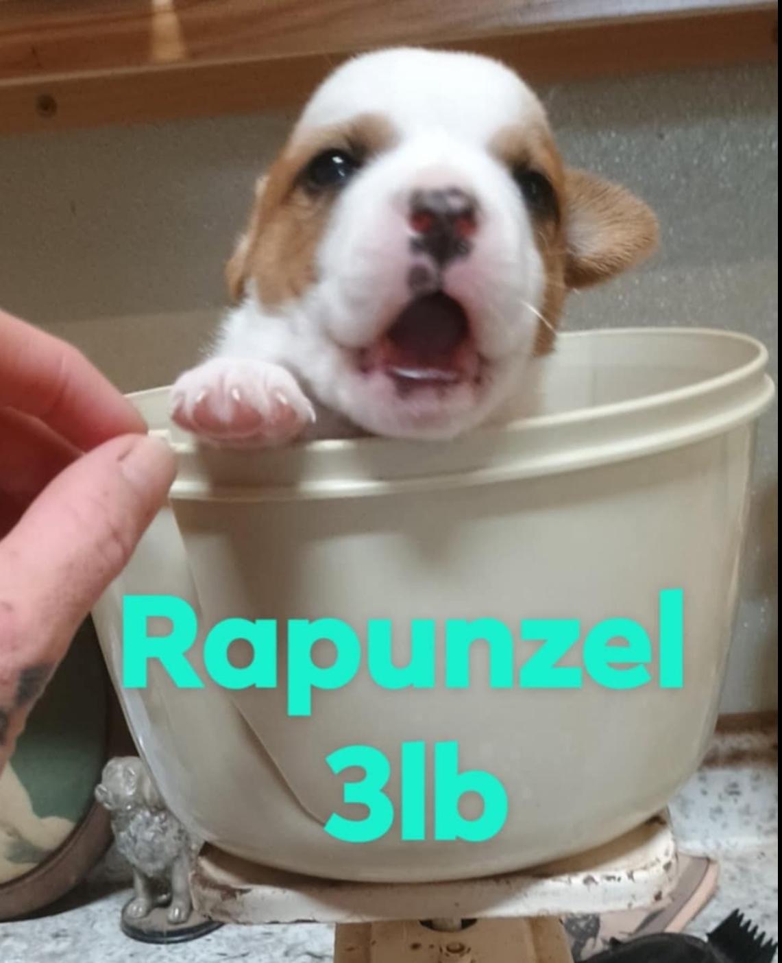 Disney Litter- girls, Baby Female Saint Bernard