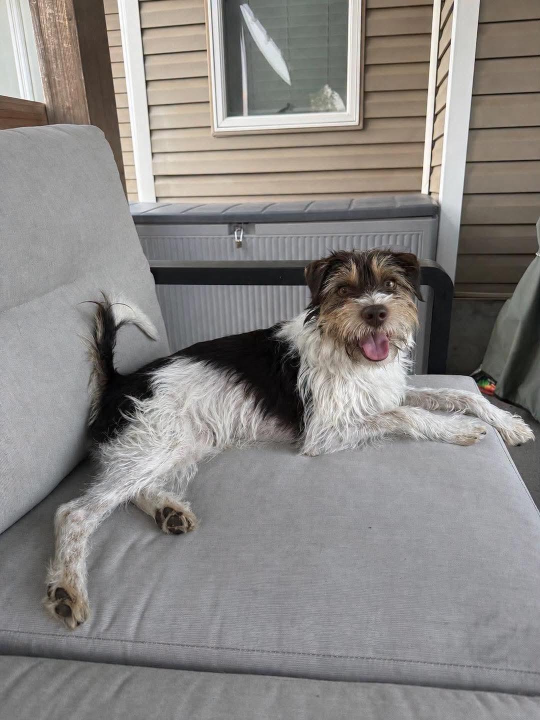 Enlarge Clifford, a Adopted mixed breed in Grand Island, NE image 4/4