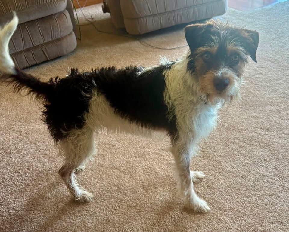 Enlarge Clifford, a Adopted mixed breed in Grand Island, NE image 2/4
