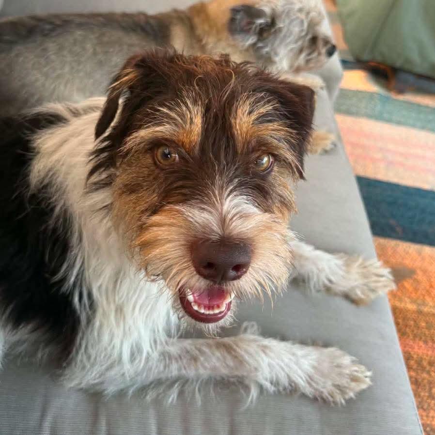 Clifford, Adopted, Adult Male Parson Russell Terrier & Mixed Breed.