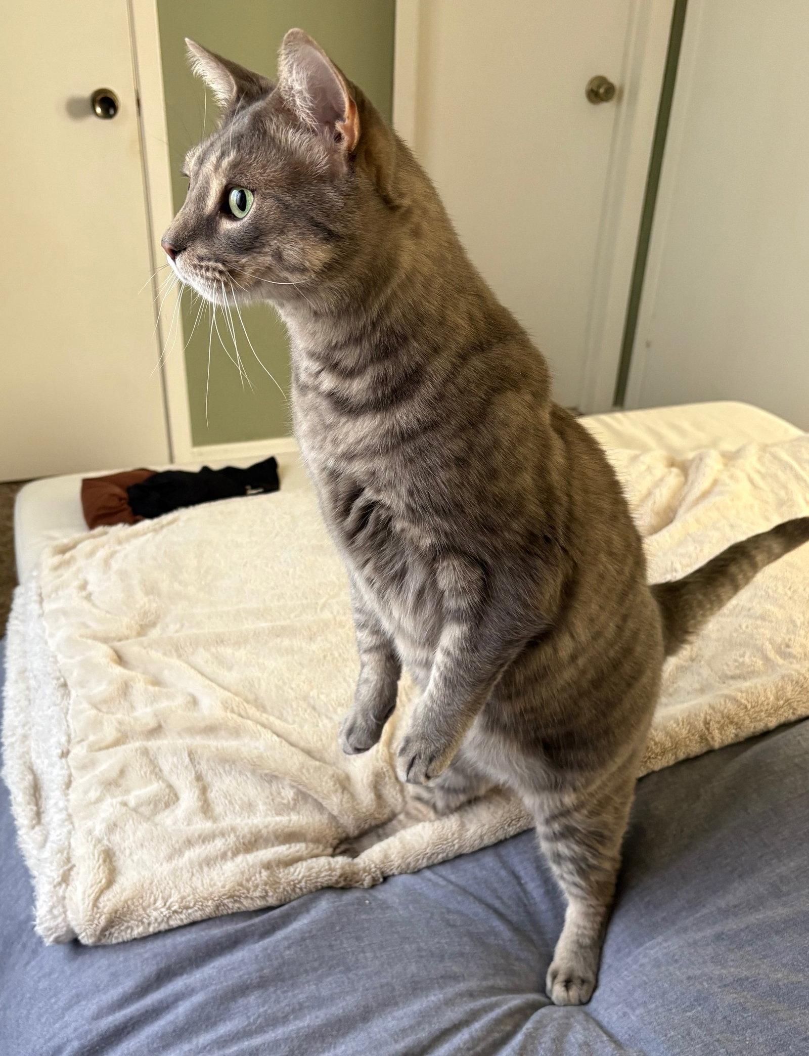 Thunder, Adoptable, Adult Male Domestic Short Hair.