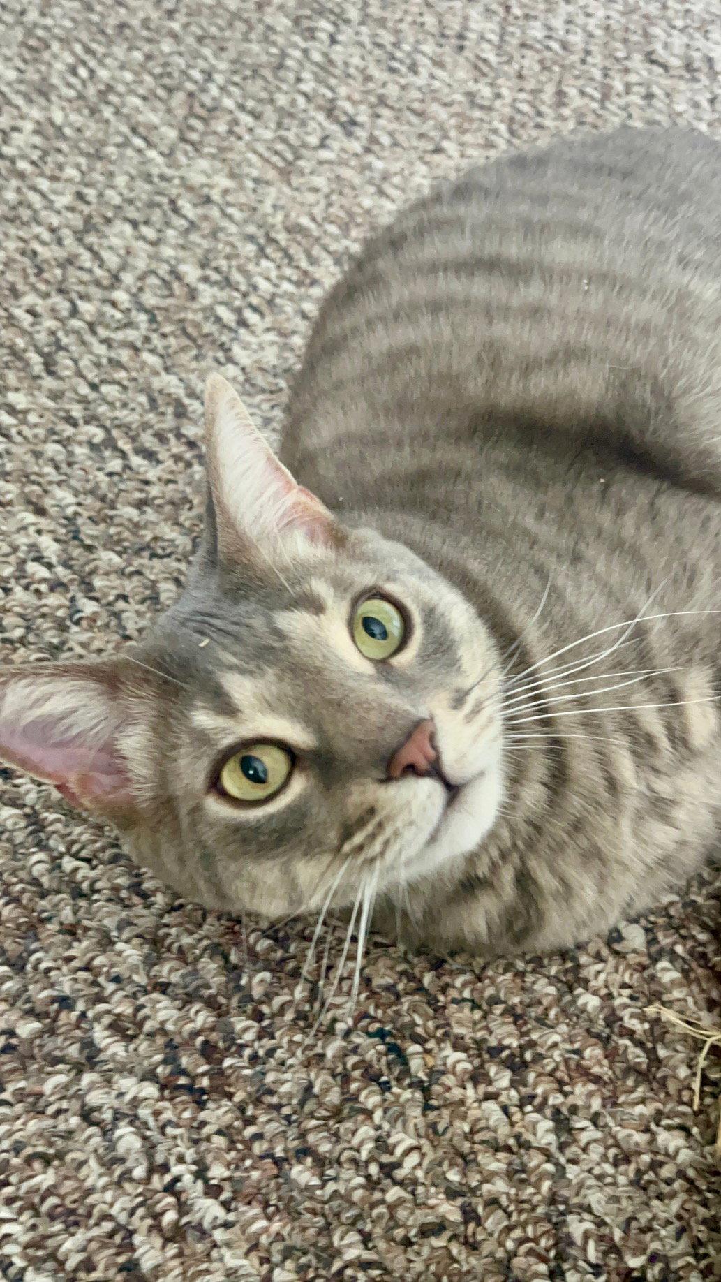 Enlarge Thunder, a Adoptable Domestic Short Hair in Richmond Hill, ON image 2/3
