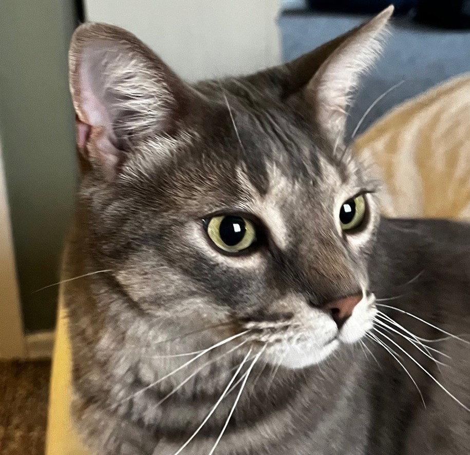 Enlarge Thunder, a Adoptable Domestic Short Hair in Richmond Hill, ON image 3/3