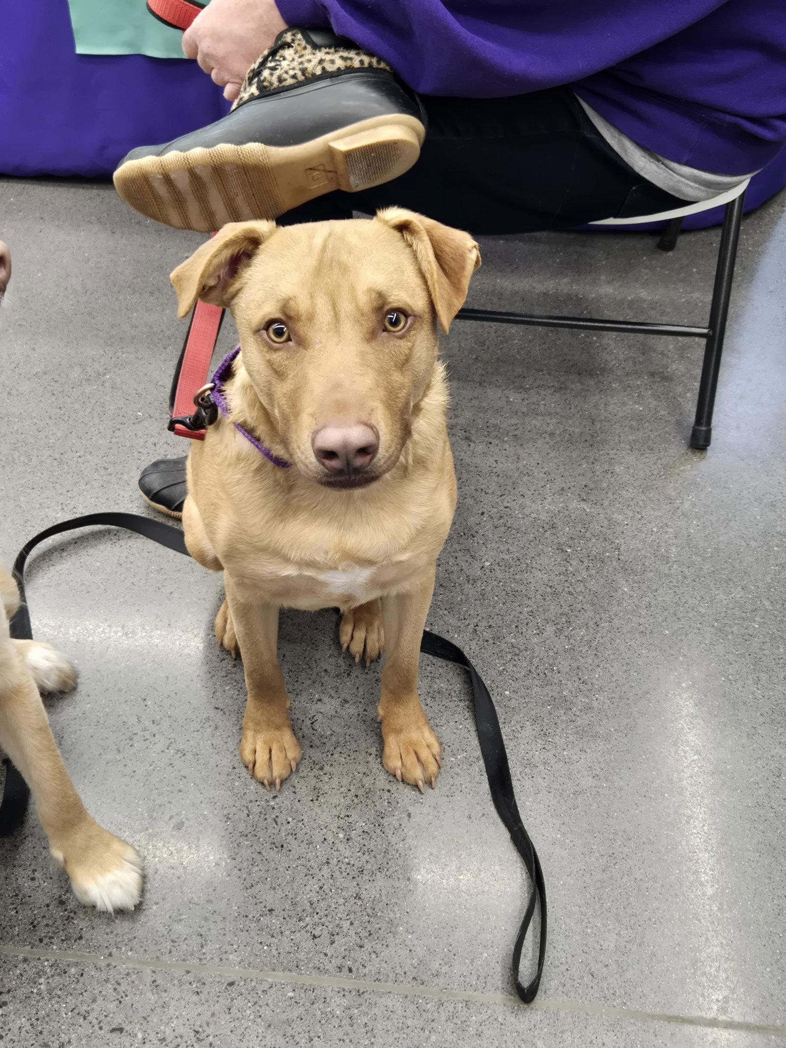 Enlarge Gummi Bear, a Adoptable mixed breed in Minneapolis, MN image 1/3