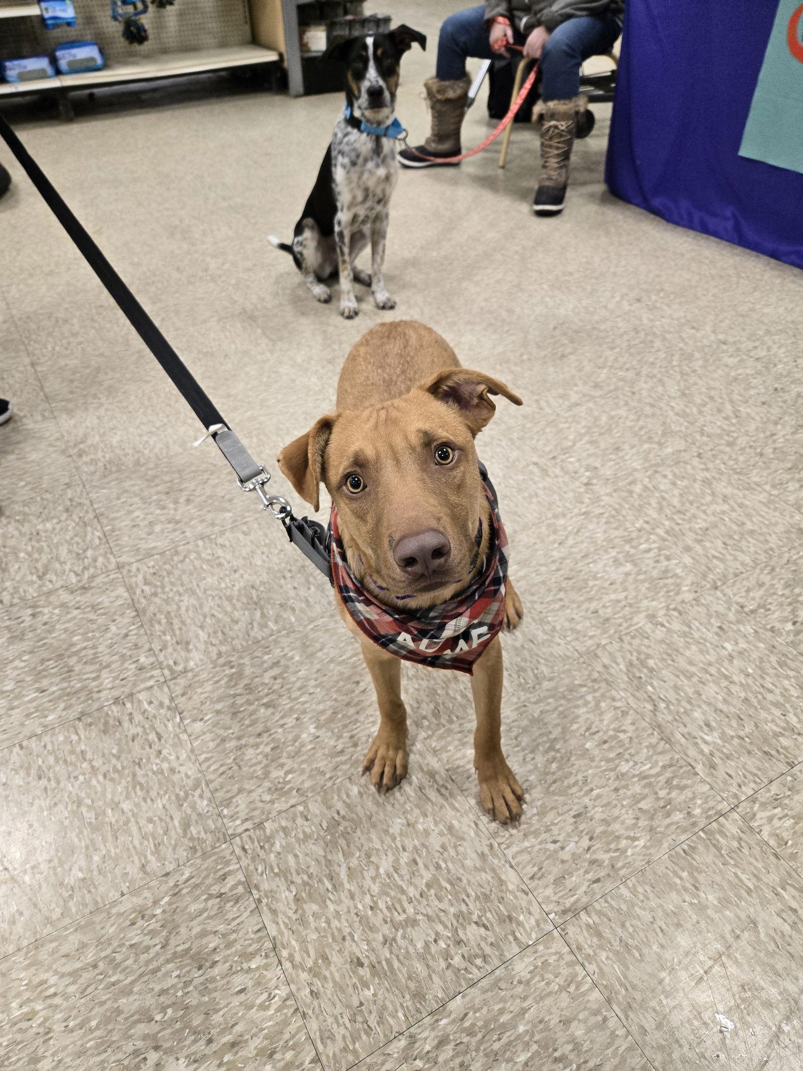 Gummi Bear, a Adoptable mixed breed in Minneapolis, MN image 1/3