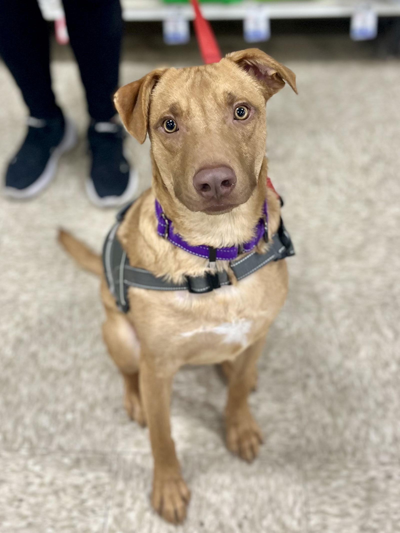 Enlarge Gummi Bear, a Adoptable mixed breed in Minneapolis, MN image 2/3