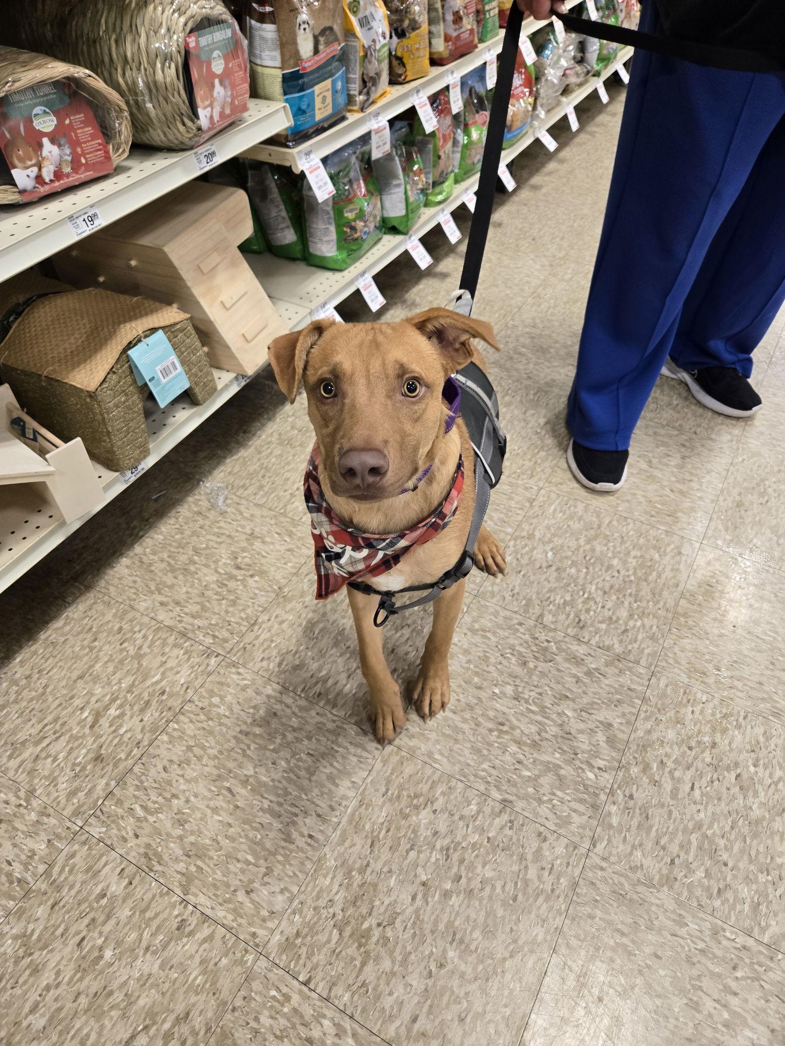 Gummi Bear, a Adoptable mixed breed in Minneapolis, MN image 2/3