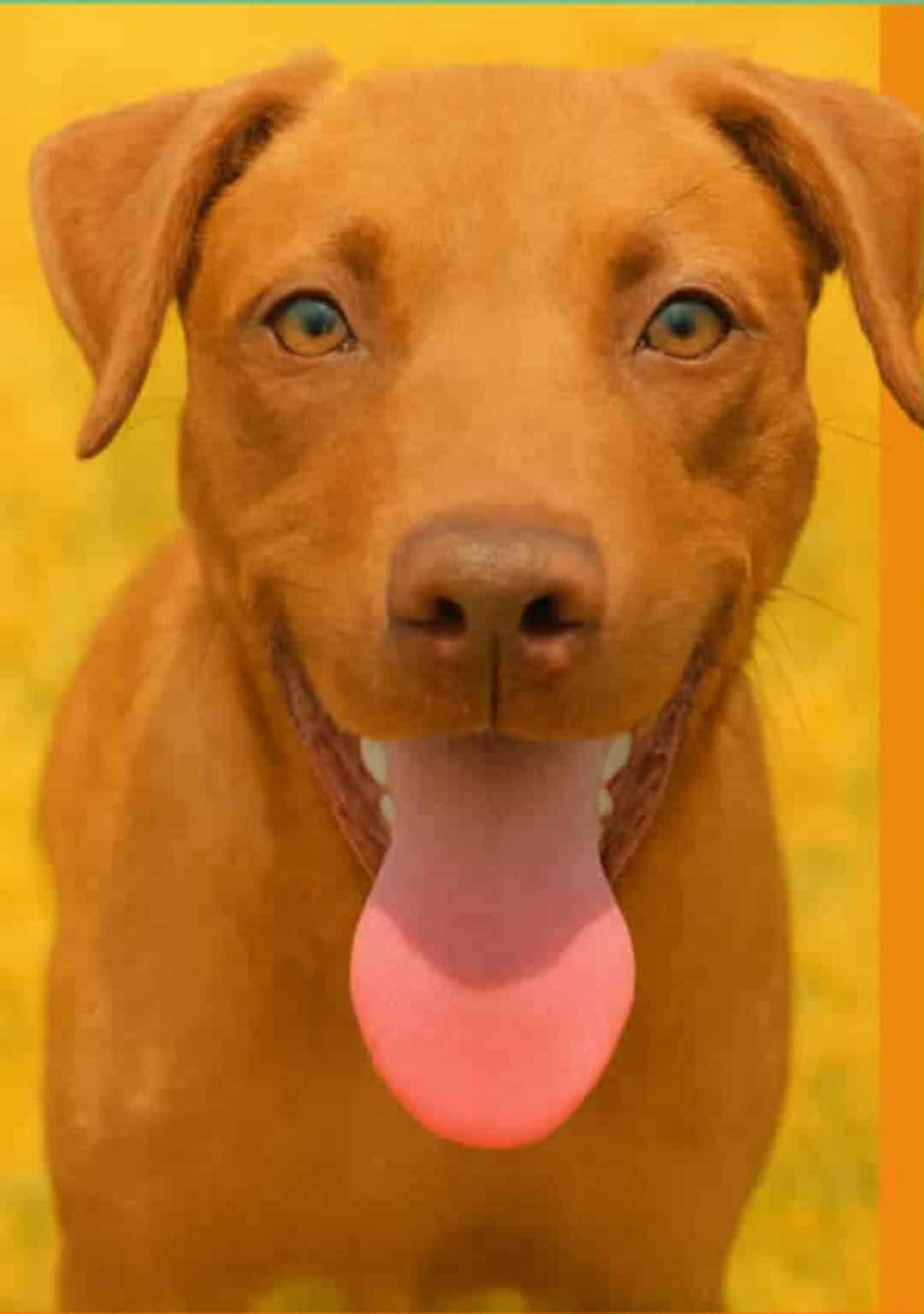 Gummi Bear, a Adoptable mixed breed in Minneapolis, MN image 3/3