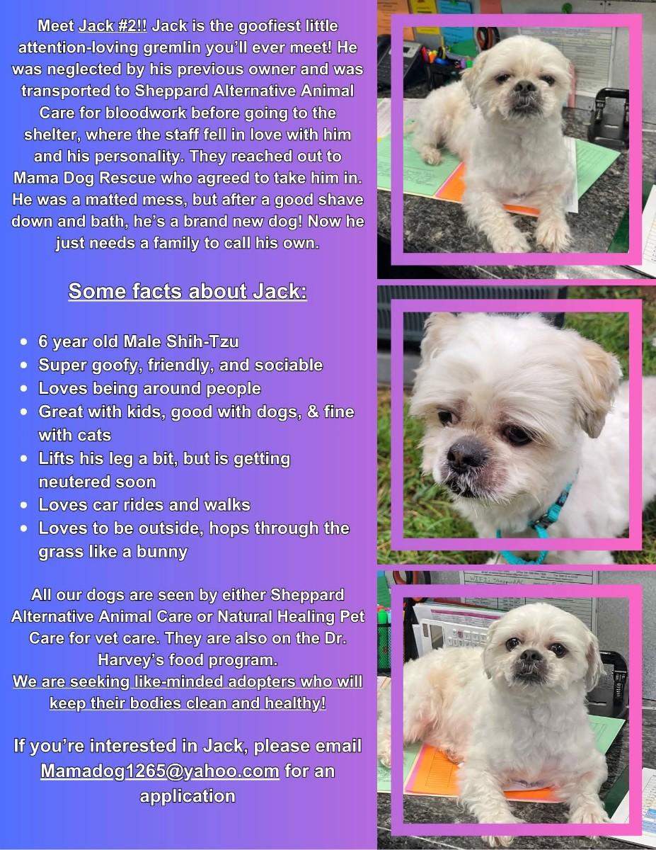 Enlarge Jack 2 (Please read my bio I am in a holistic rescue), a Adoptable Shih Tzu in Warren, MI image 3/3