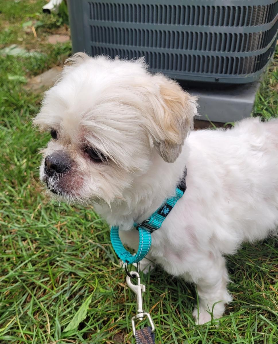 Jack 2 (Please read my bio I am in a holistic rescue)