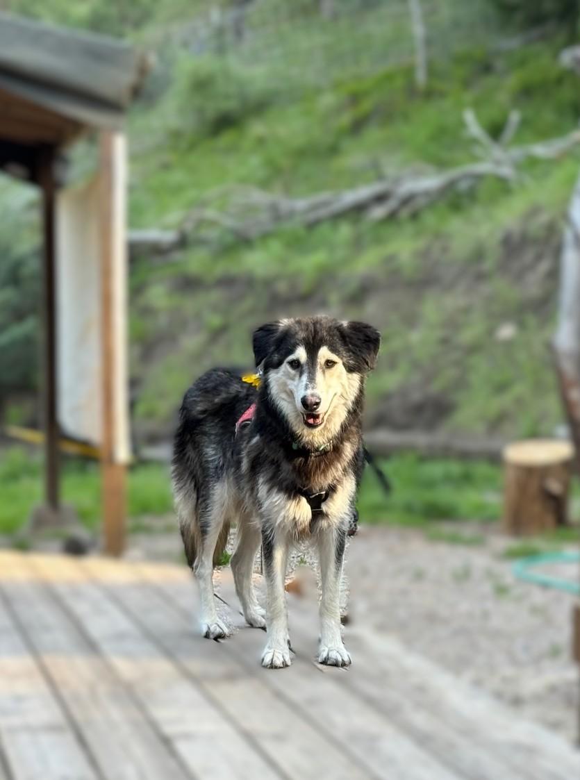 Enlarge Willow, a Adoptable mixed breed in Boise, ID image 1/1