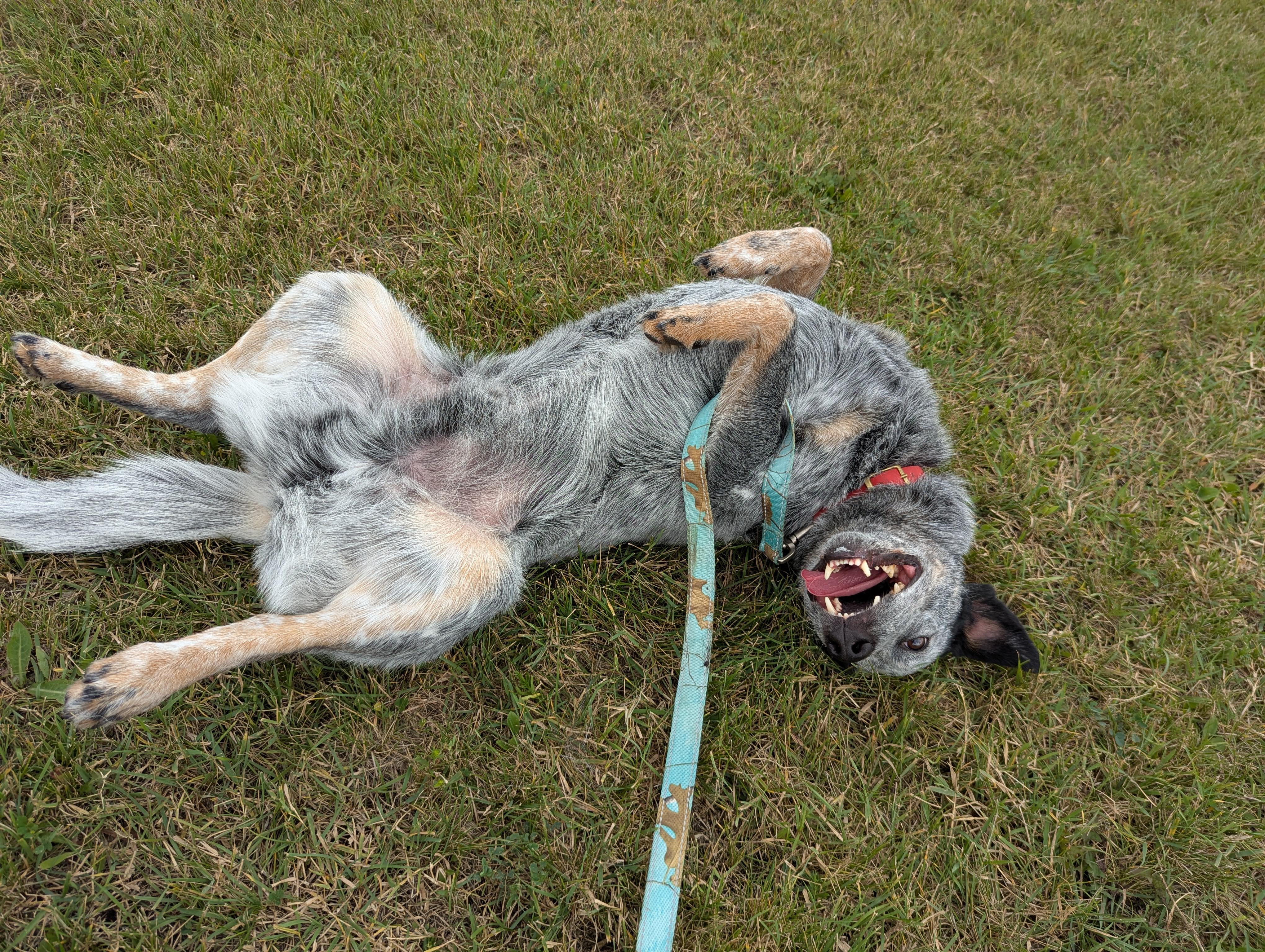 Zorro, an adoptable Australian Cattle Dog / Blue Heeler in Morden, MB, R6M 1Y4 | Photo Image 4