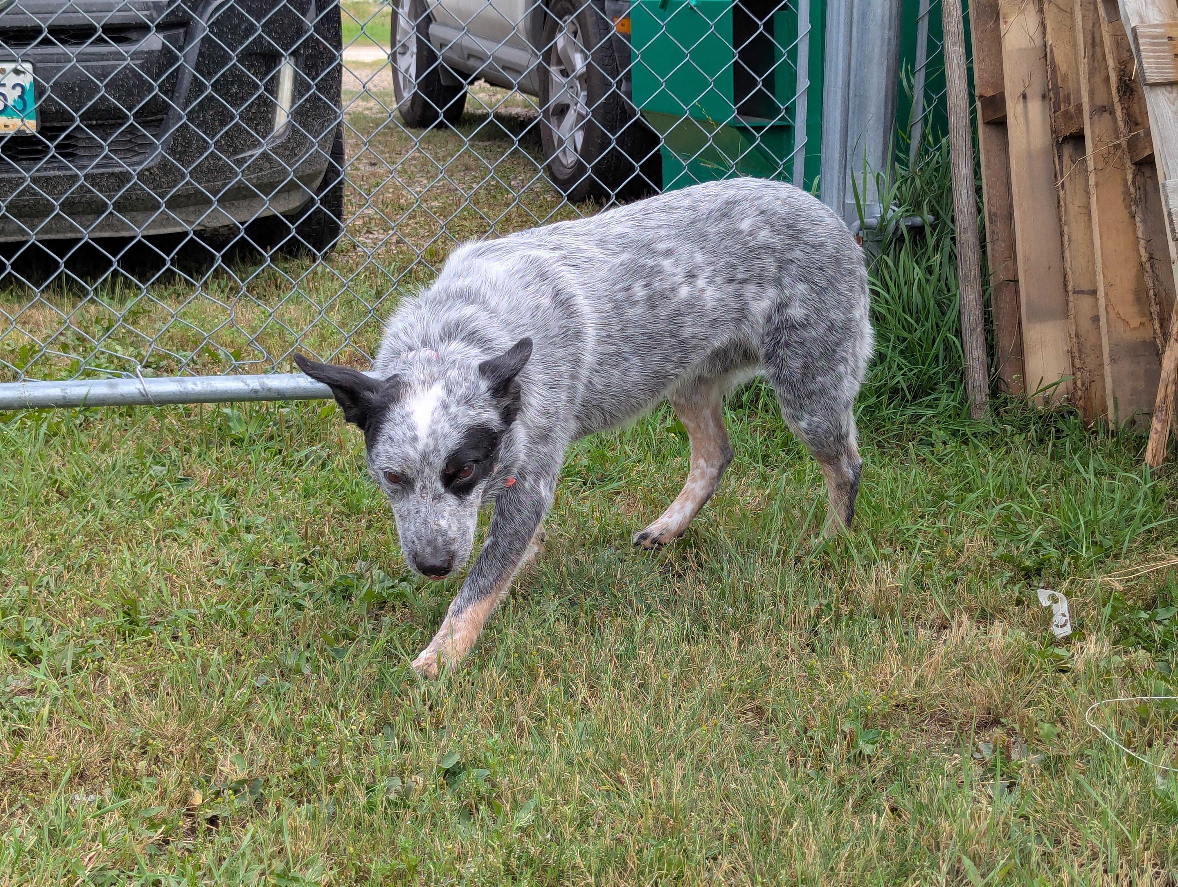 Zorro, an adoptable Australian Cattle Dog / Blue Heeler in Morden, MB, R6M 1Y4 | Photo Image 2