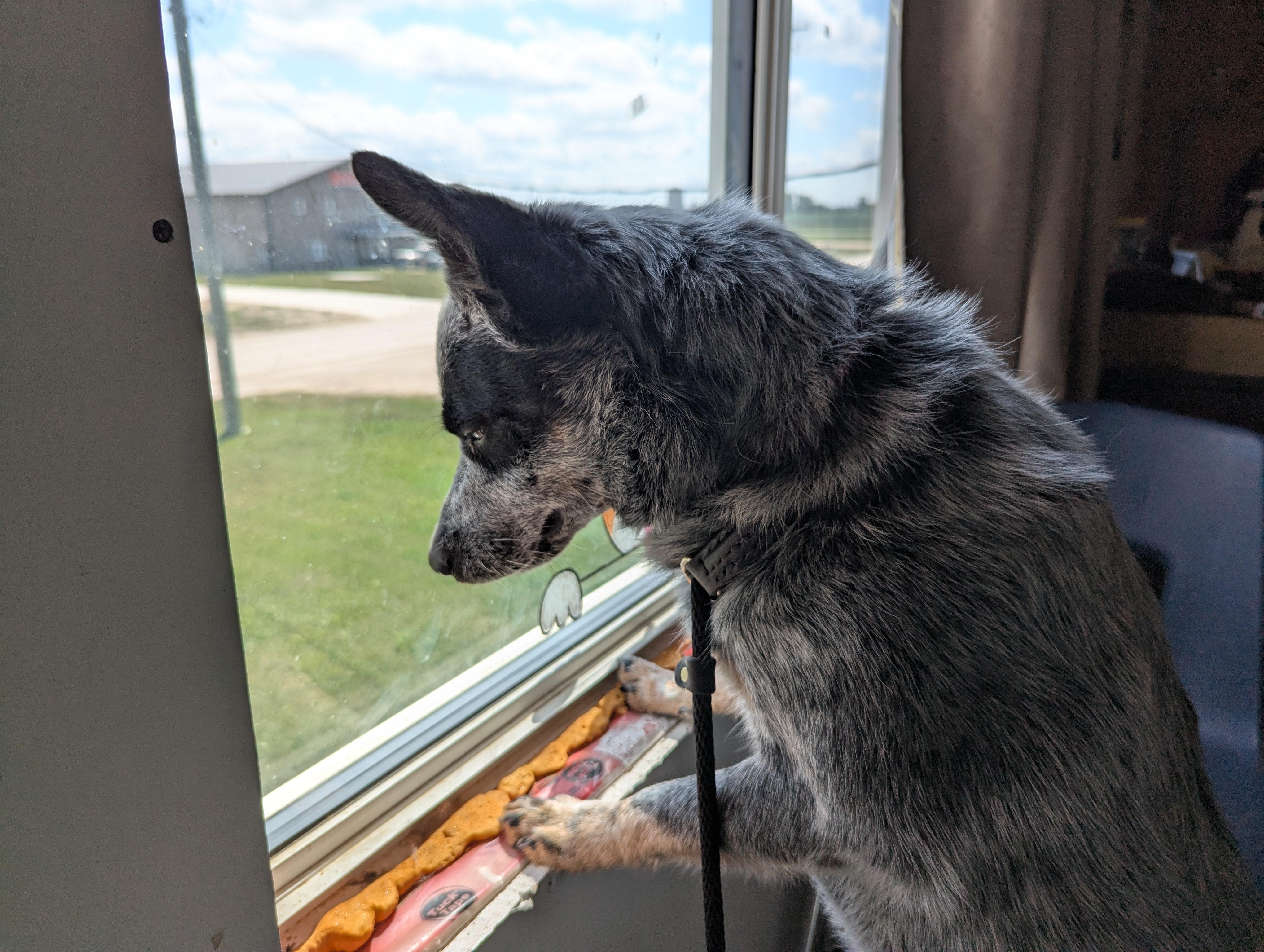 Zorro, an adoptable Australian Cattle Dog / Blue Heeler in Morden, MB, R6M 1Y4 | Photo Image 3