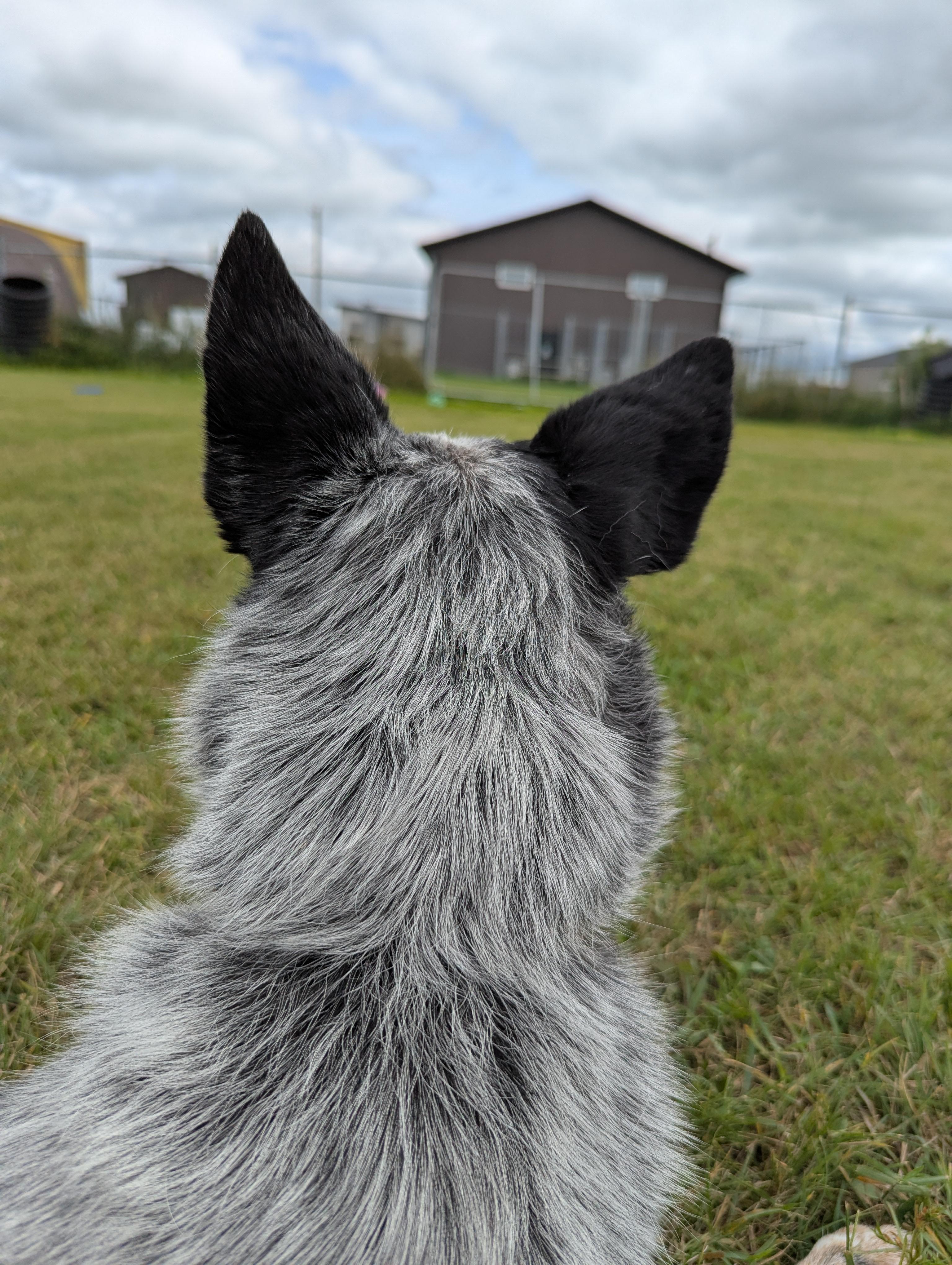 Zorro, an adoptable Australian Cattle Dog / Blue Heeler in Morden, MB, R6M 1Y4 | Photo Image 5