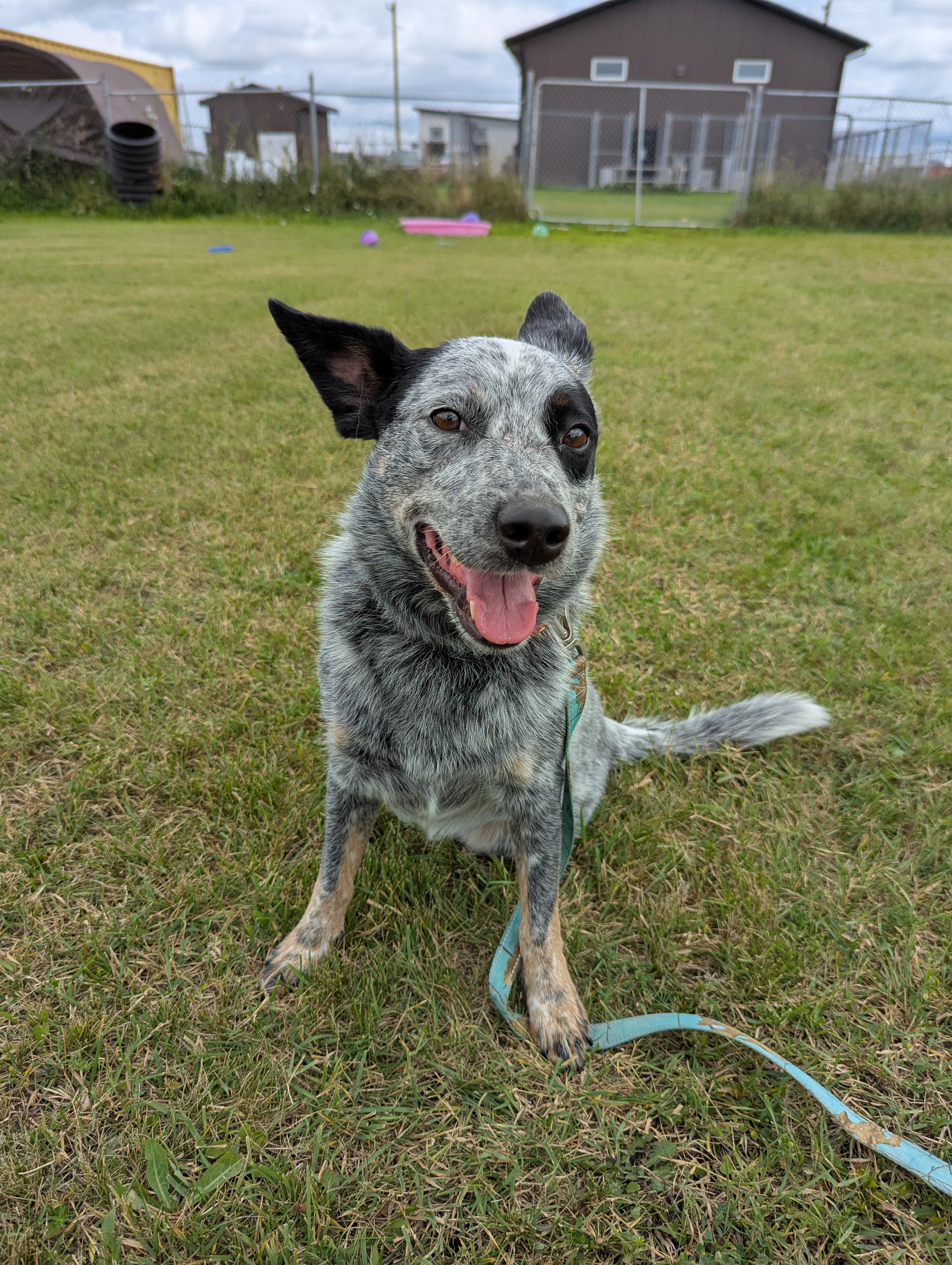 Zorro, an adoptable Australian Cattle Dog / Blue Heeler in Morden, MB, R6M 1Y4 | Photo Image 1
