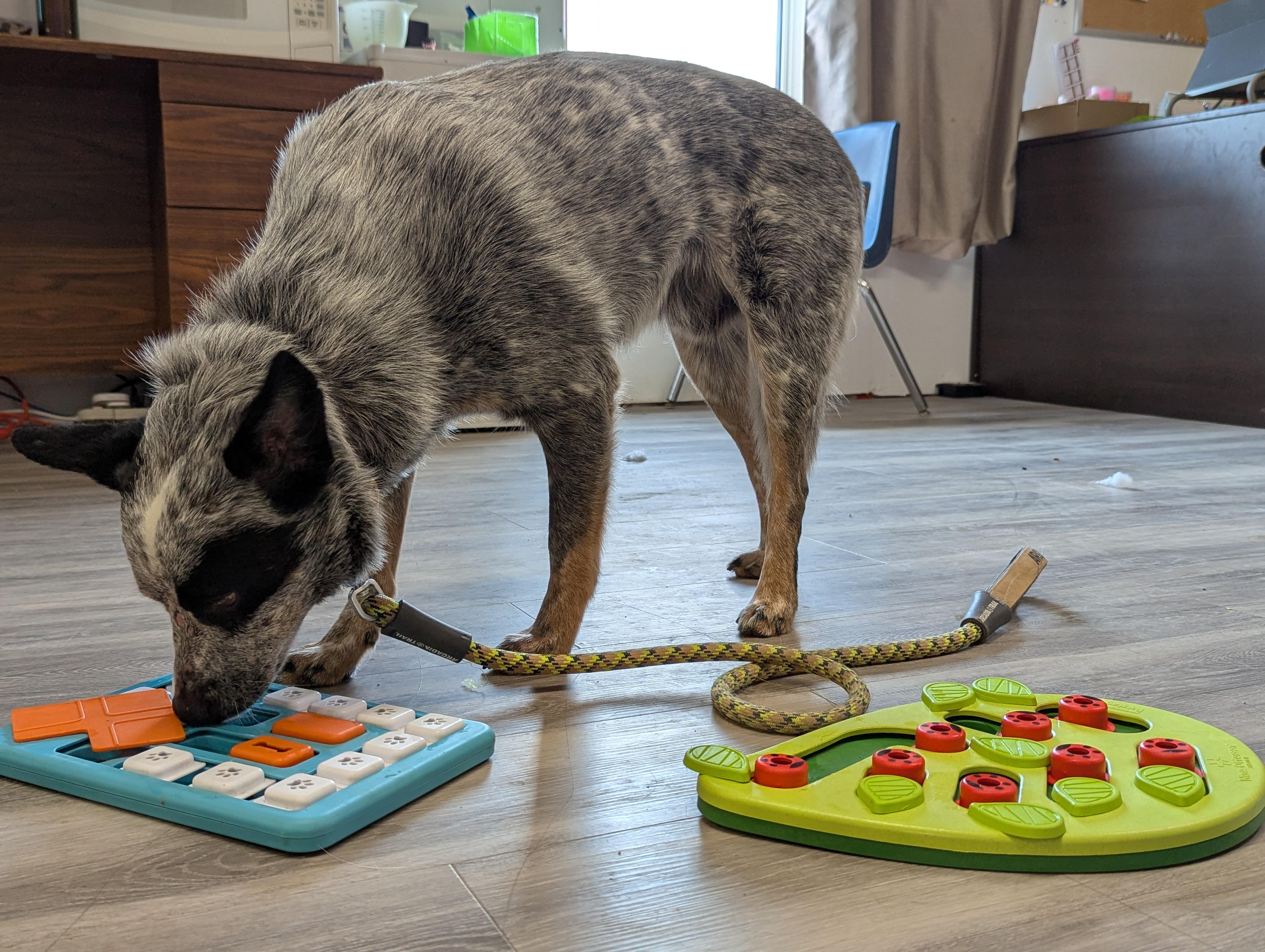 Zorro, an adoptable Australian Cattle Dog / Blue Heeler in Morden, MB, R6M 1Y4 | Photo Image 6