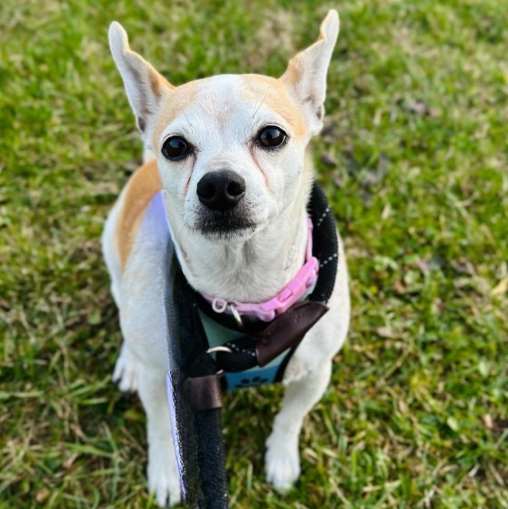 Enlarge Fiona, an adopted mixed breed in Greensburg, PA image 4/6