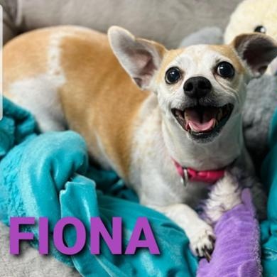 Enlarge Fiona, an adopted mixed breed in Greensburg, PA image 1/6