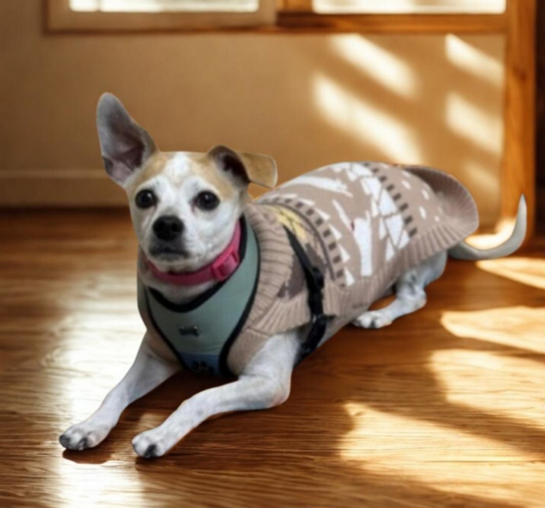 Enlarge Fiona, an adopted mixed breed in Greensburg, PA image 2/6