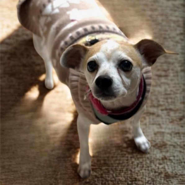 Enlarge Fiona, an adopted mixed breed in Greensburg, PA image 5/6