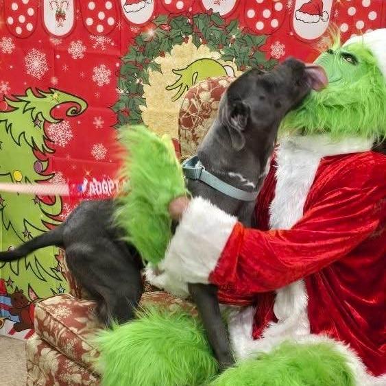 Enlarge Frankie, a Adoptable Pit Bull Terrier in East Saint Louis, IL image 1/6