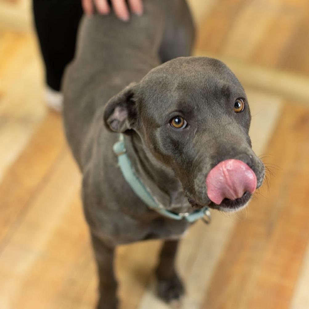 Enlarge Frankie, a Adoptable Pit Bull Terrier in East Saint Louis, IL image 2/6