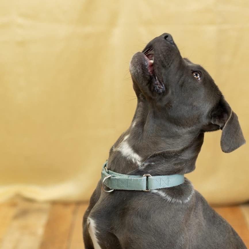 Enlarge Frankie, a Adoptable Pit Bull Terrier in East Saint Louis, IL image 3/6