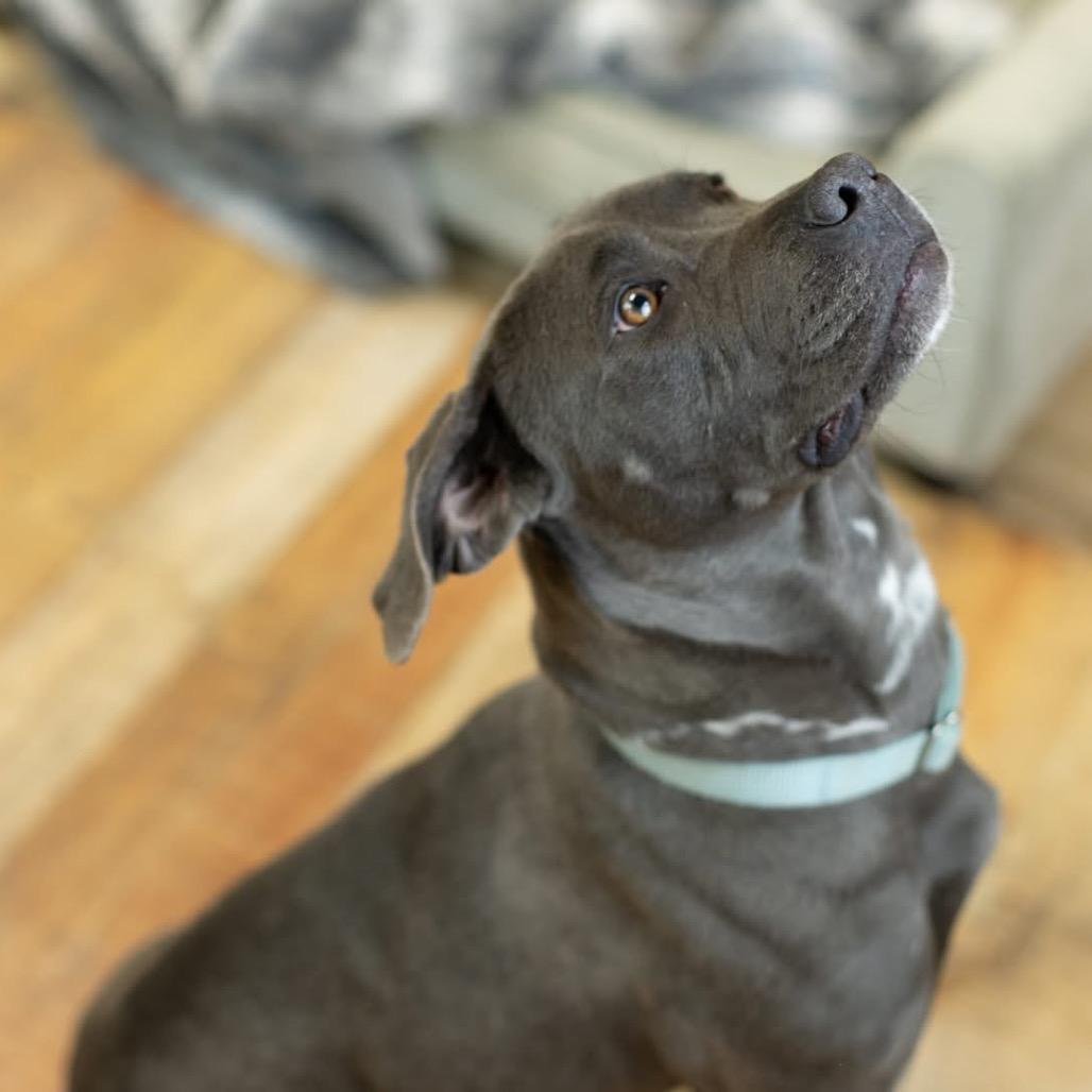 Enlarge Frankie, a Adoptable Pit Bull Terrier in East Saint Louis, IL image 4/6