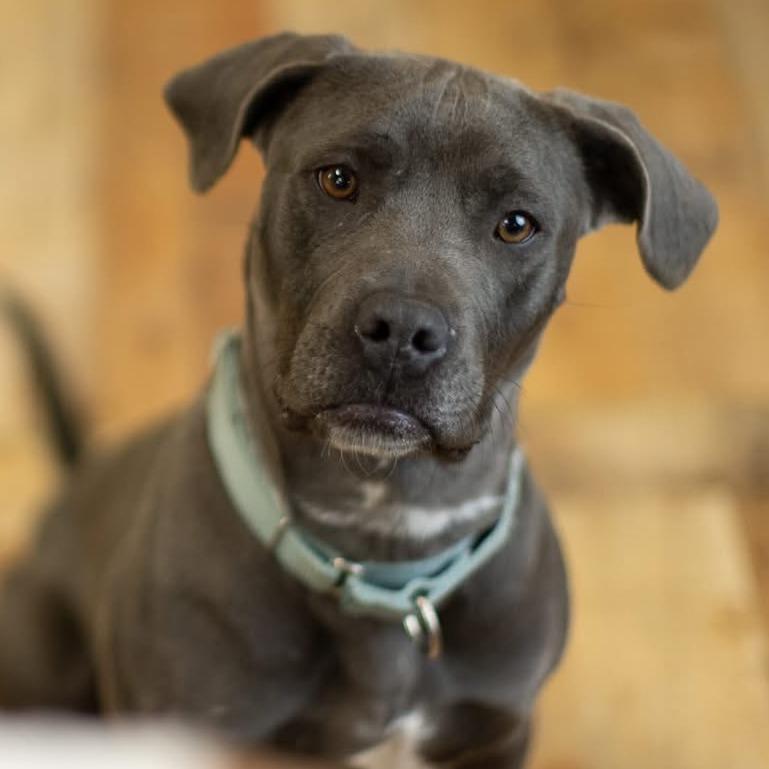 Enlarge Frankie, a Adoptable Pit Bull Terrier in East Saint Louis, IL image 5/6