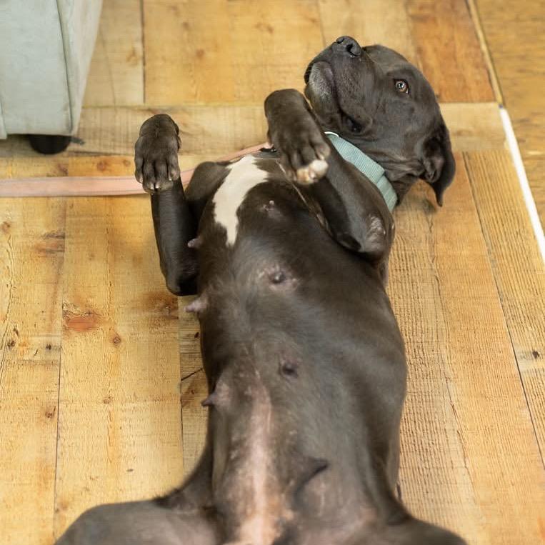 Enlarge Frankie, a Adoptable Pit Bull Terrier in East Saint Louis, IL image 6/6